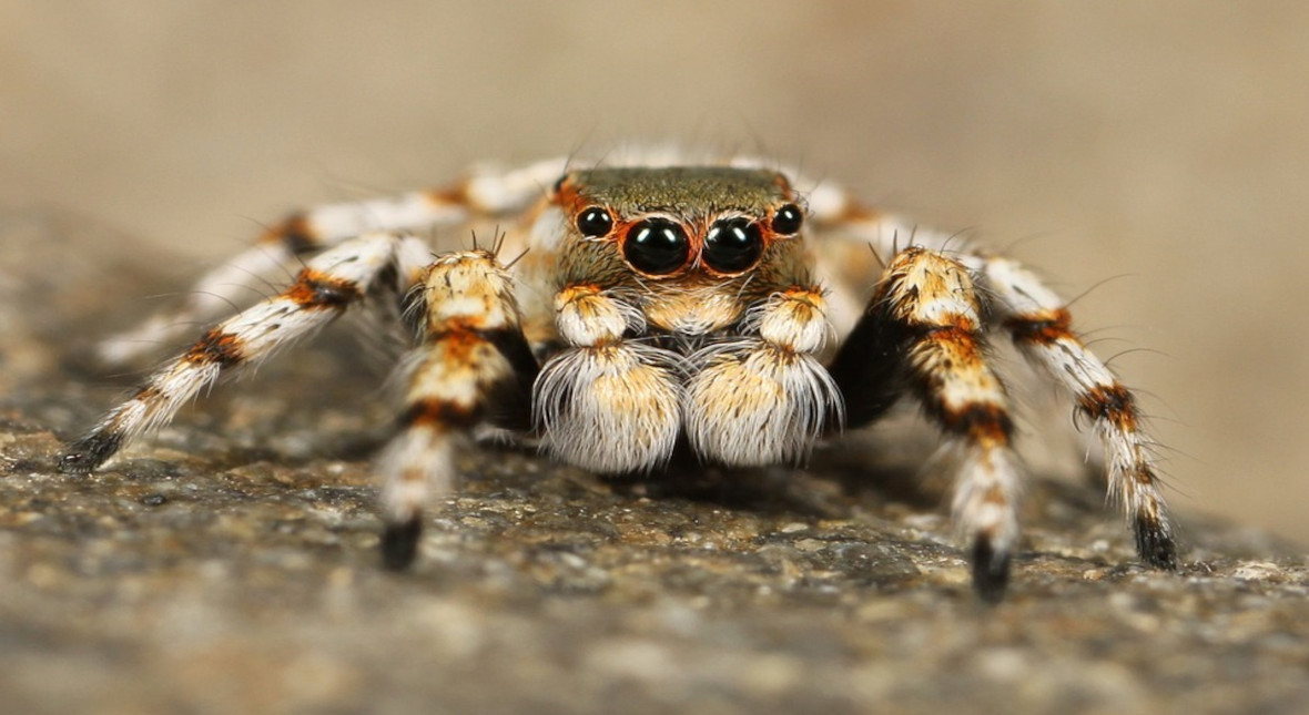 Salticidae