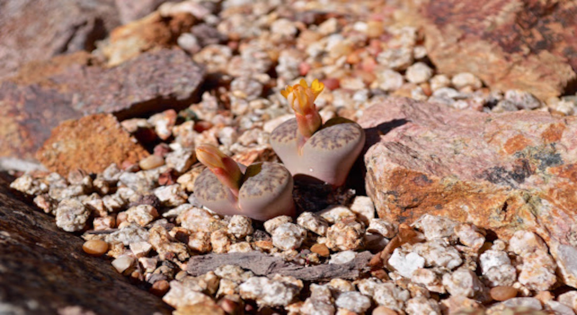 Lithops